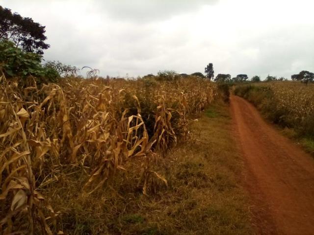 Land for sale in Muhoroni, Kisumu