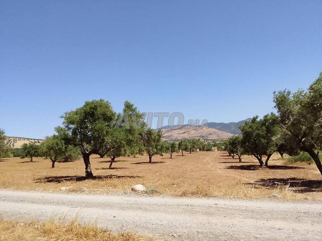 Propriété vente à Oued Amlil