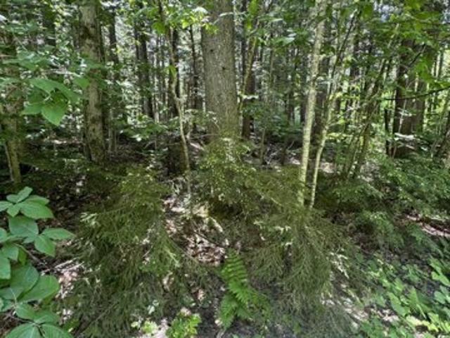 Land for sale in Wardsboro, Vermont