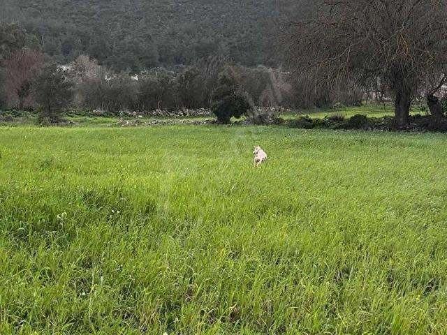 Bodrum, Muğla içerisinde satılık Arsa