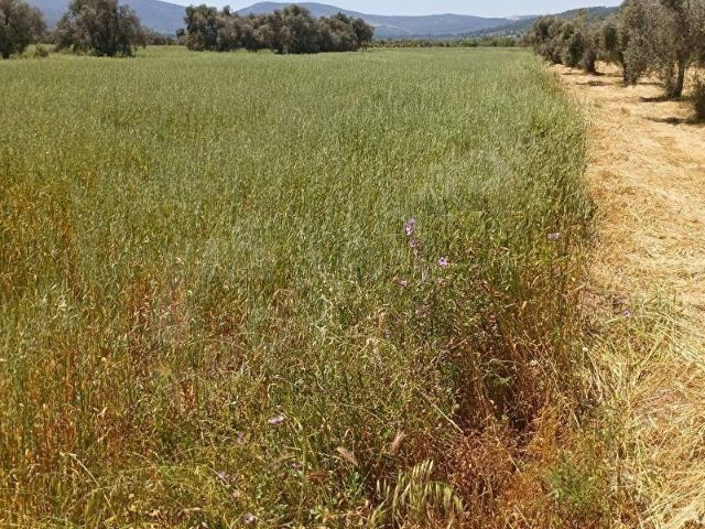 Bodrum, Muğla içerisinde satılık Arsa