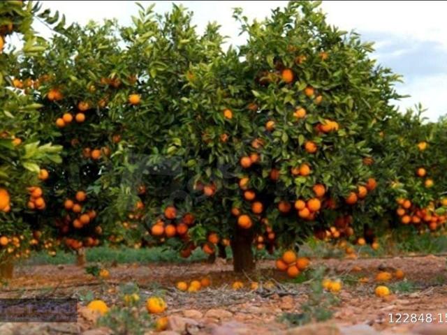Bodrum, Muğla içerisinde satılık mülk