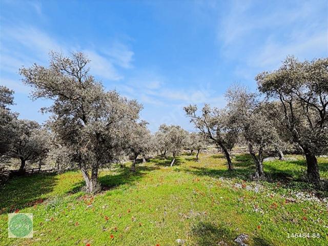 Yeniköy, Bodrum içerisinde satılık Arsa