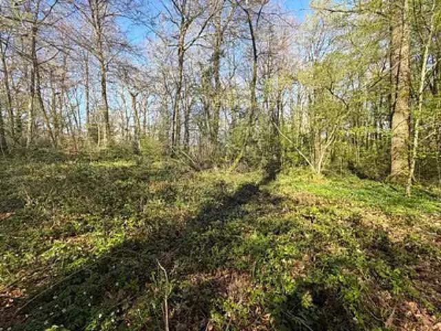 Terrain vente à Fontainebleau, Bois-le-roi