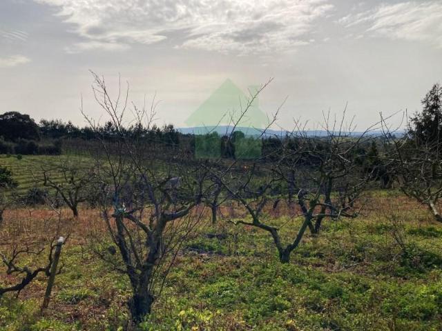 Terreno venda em Bombarral, Leiria