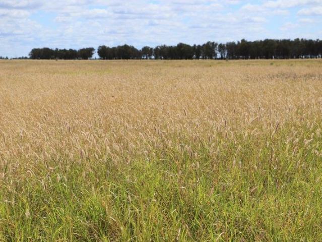 Cottage for sale in Begonia, Queensland