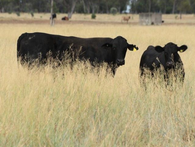 Cottage for sale in Begonia, Queensland