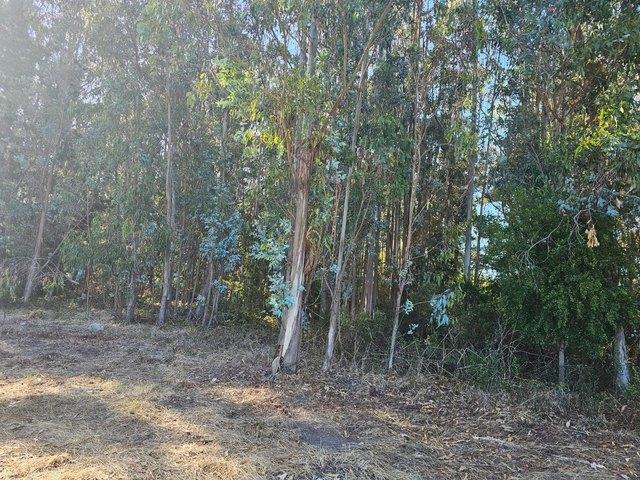Land for sale in Clark County, Kansas