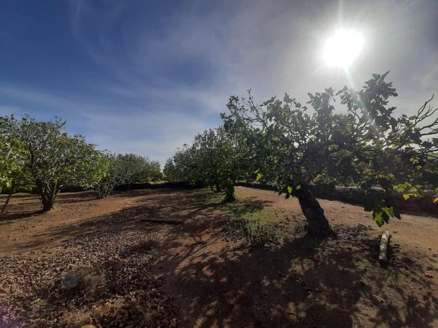 Terreno en venta en Torre De Santa María, Extremadura