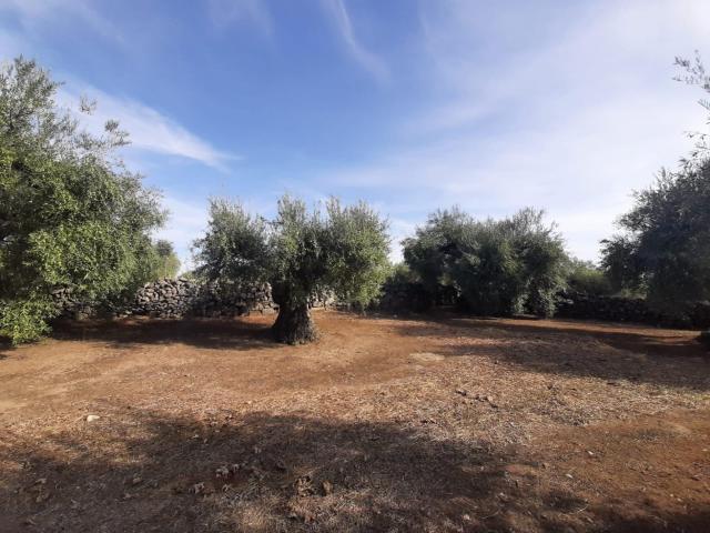 Terreno en venta en Torre De Santa María, Extremadura