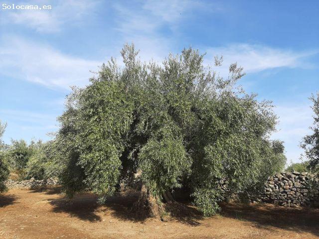 Local Comercial en venta en Torre De Santa María, Extremadura