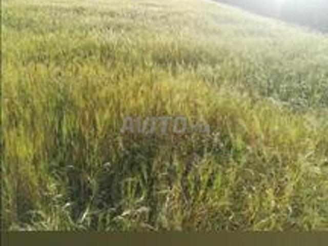 Propriété vente à El Ma, Gharb-Chrarda-Beni Hssen