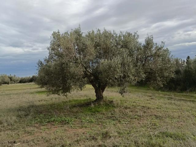 Terrain vente à Beni Khalled
