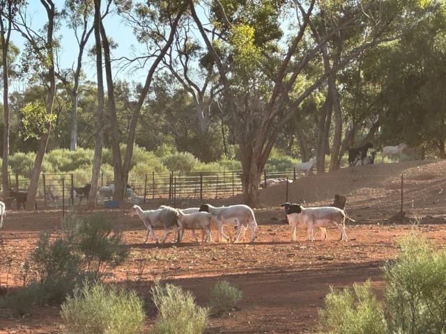 Acreage for sale in Gunderbooka, New South Wales