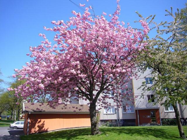 Lägenhet hyra i Göteborg, Västra Götaland