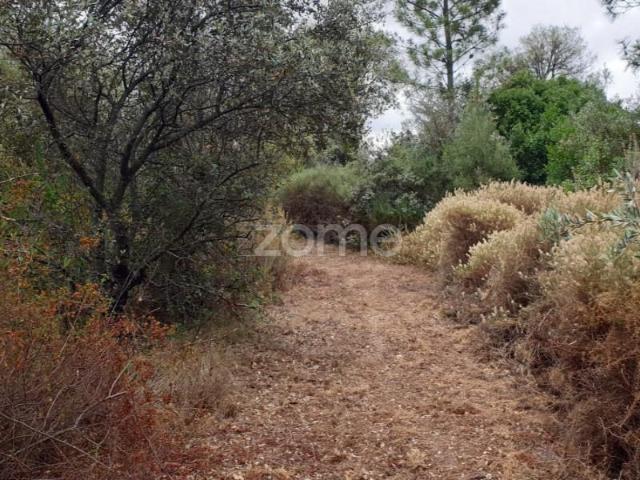 Terreno venda em Borba (Matriz), Borba