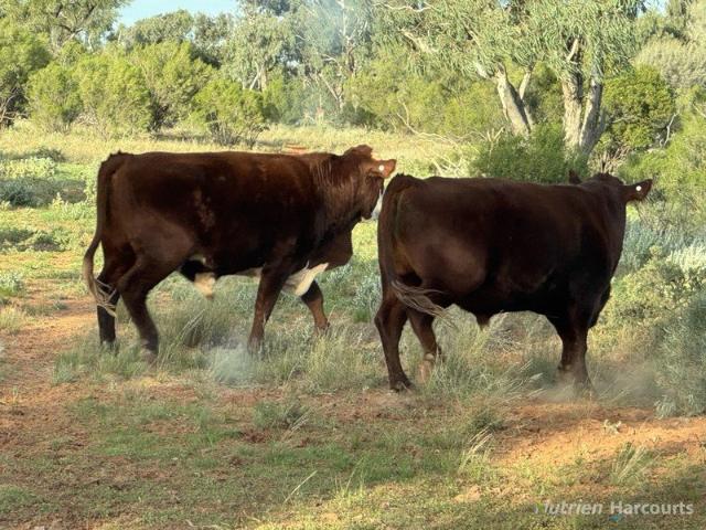 Cottage for sale in Broken Hill, New South Wales