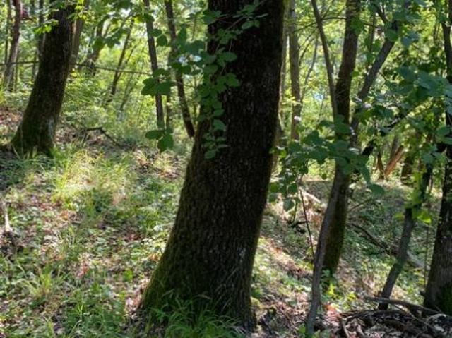 Terreno in vendita a Tresinaro - Secchia, Re