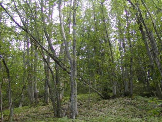 Terreno in vendita a Unione dell'Appennino Bolognese, Castel D'aiano