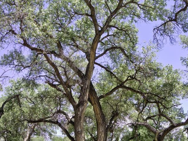 Land for sale in Corrales, Sandoval County