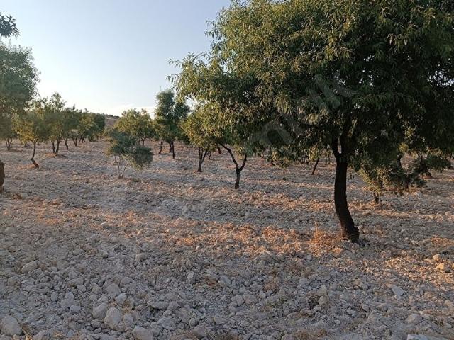 Kilis Merkez, Kilis içerisinde satılık mülk