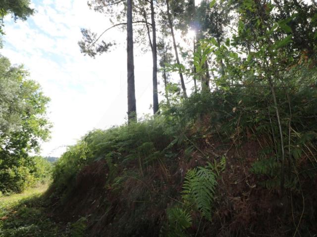 Terreno venda em Rebordões (Souto), Boalhosa