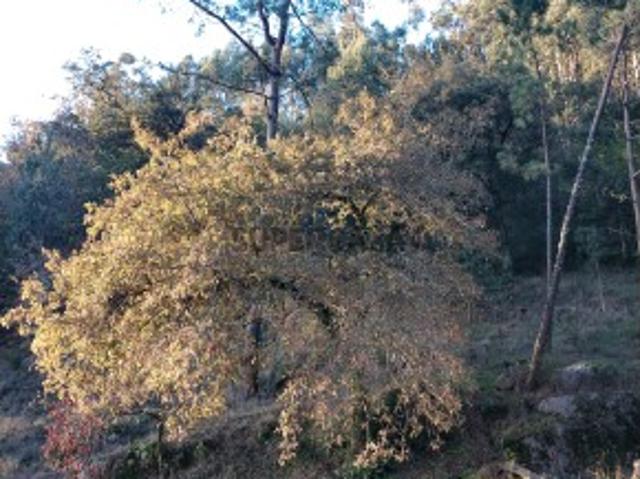 Terreno venda em Viana Do Castelo