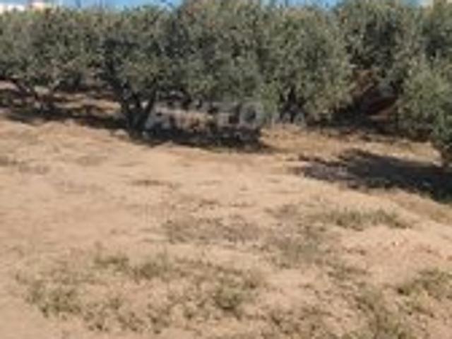 Propriété vente à Nador