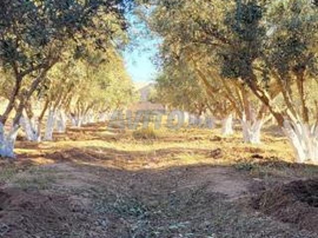 Propriété vente à Nador