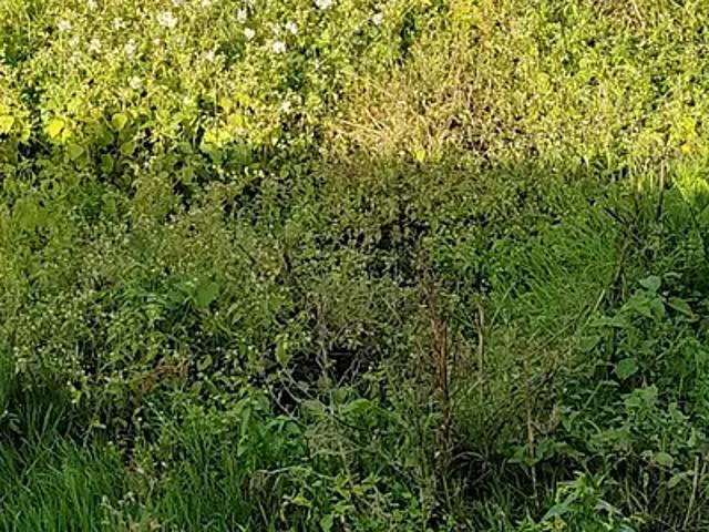 Terrain vente à Nantes, Bouaye