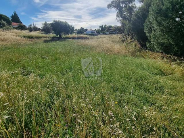 Quinta venda em Castelo Branco