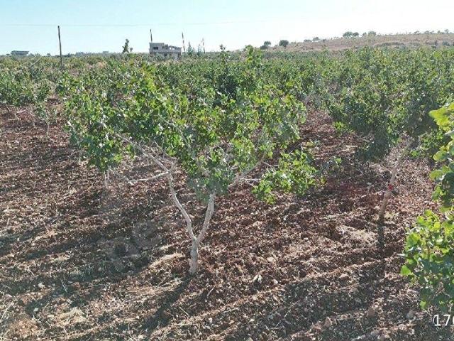 Kesmetaş Mahallesi, Bozova içerisinde satılık mülk