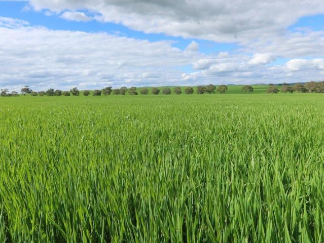 Property for sale in Appila, South Australia
