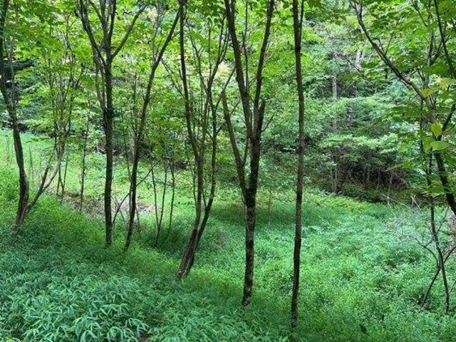 Land for sale in Brasstown, North Carolina