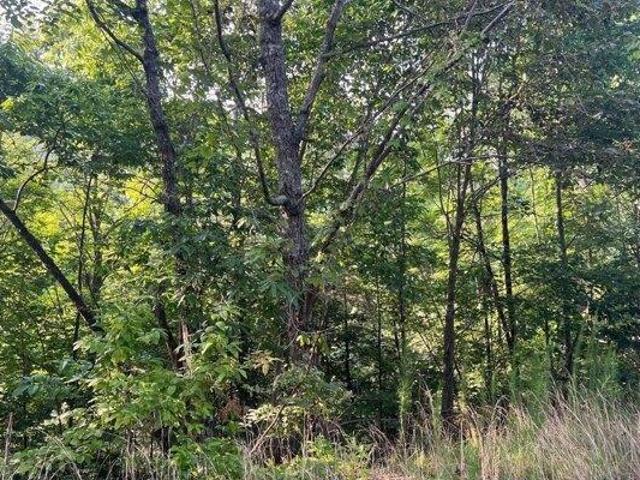 Land for sale in Brasstown, North Carolina