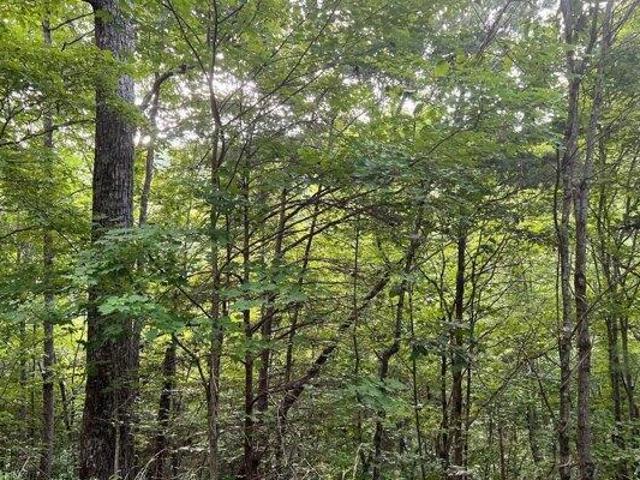Land for sale in Brasstown, North Carolina
