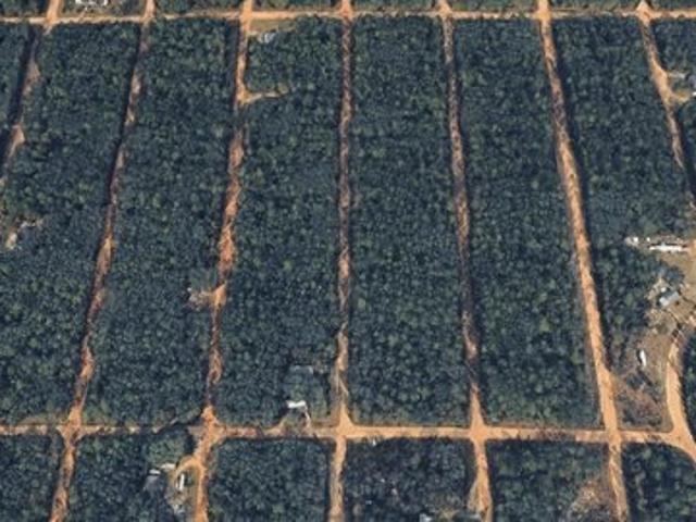 Land for sale in Interlachen, Putnam County