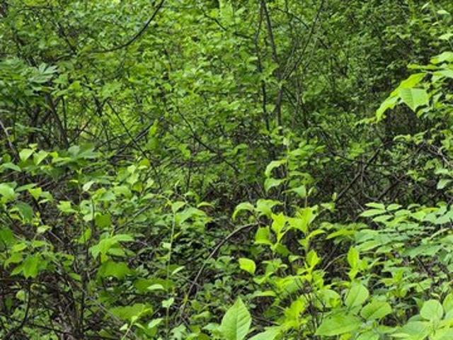 Land for sale in Virginia