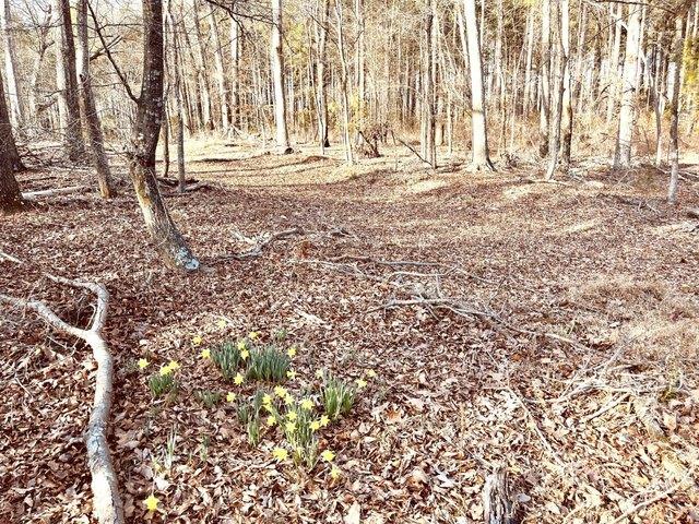 Land for sale in Greenwood, South Carolina