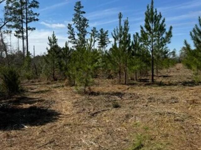Land for sale in Marianna