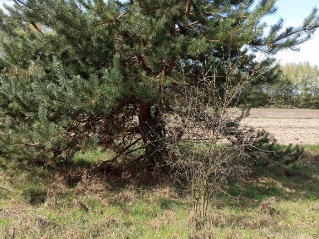 Grunt na sprzedaż w Brok, Mazowieckie
