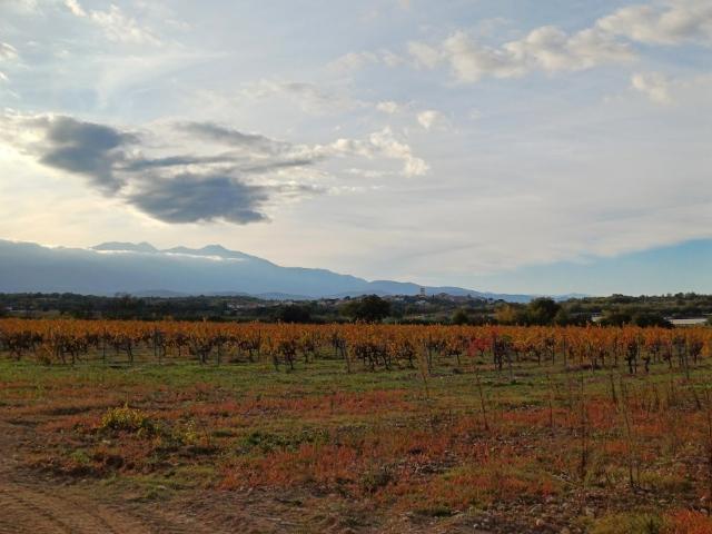 Terrain vente à Céret, Brouilla