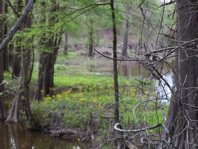 Land for sale in Merryville, Beauregard Parish