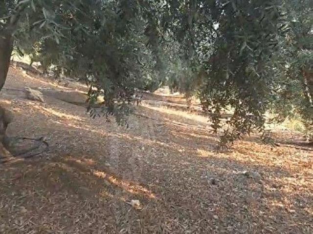 Çevlik, Mezitli içerisinde satılık mülk