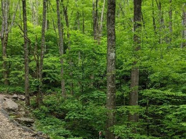 Land for sale in Cullowhee, North Carolina