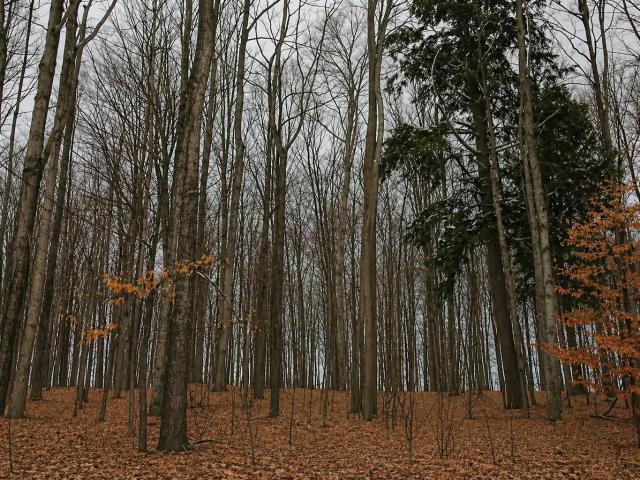 Land for sale in Michigan