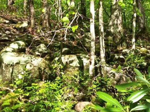 Land for sale in Wilder, Middle Tennessee