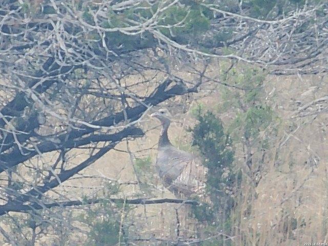 Land for sale in Bandera, Texas