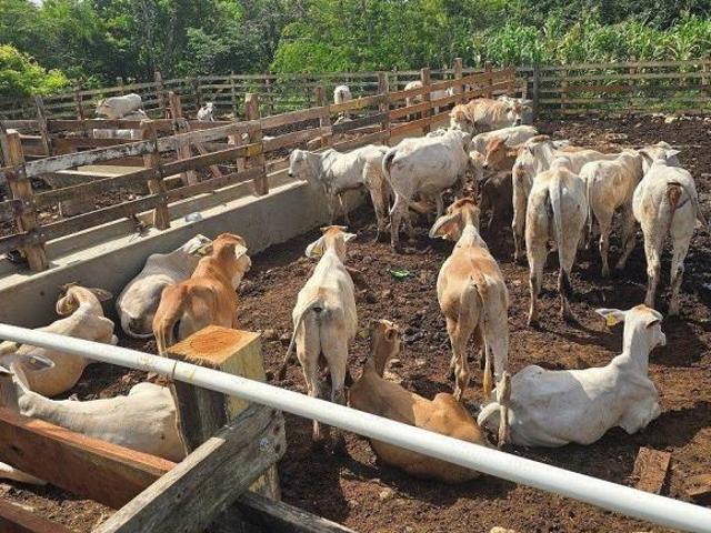 Rancho en venta en Buctzotz, Yucatán