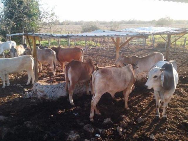 Rancho en venta en Buctzotz, Yucatán